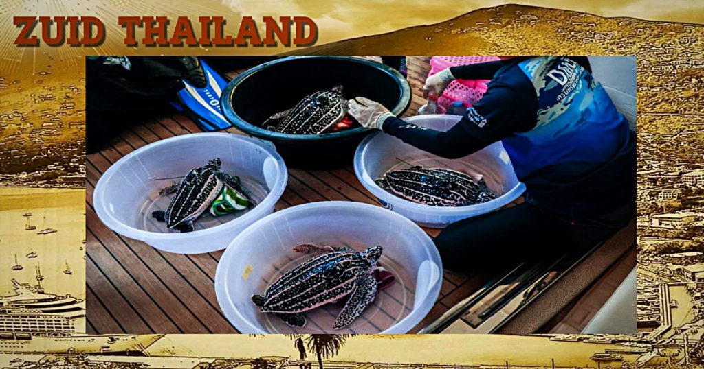 Thailand laat bedreigde Leder-schildpadden met trackers vrij in zee