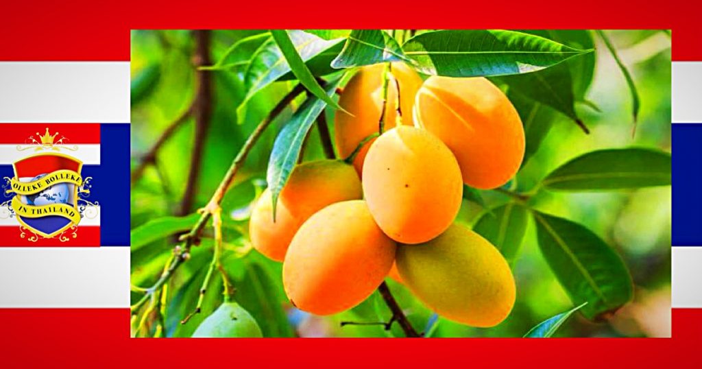 De mango mania vanuit Thailand, deze zoete vruchten zouden verboden moeten worden……ZO LEKKER!