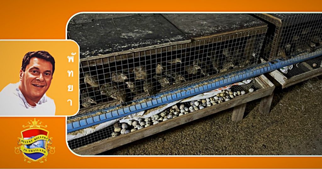 Grote python in een kwartelboerderij in Pattaya gevangen