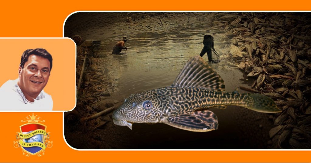 Invasieve zuigvis bedreigt de viswateren in Thailand