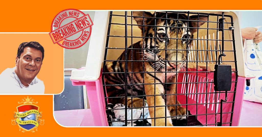 BREAKING | De dierenbescherming heeft de gevaarlijk uitziende “lijgerwelp” in Oost-Thailand in beslag genomen