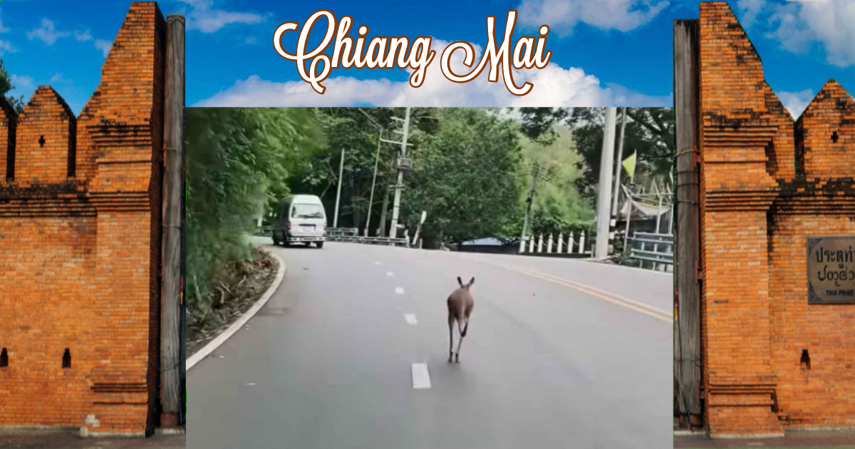 🎥 | Kangoeroe weet uit de dierentuin van Chiang Mai te ontsnappen, dierentuinpersoneel vreest voor de veiligheid van mens en dier