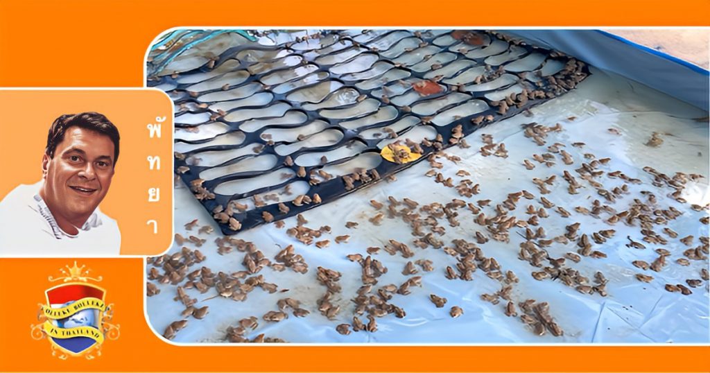 De kikkerkwekerij in Thailand bloeit op van een niche-idee van een jonge boer in Pattaya