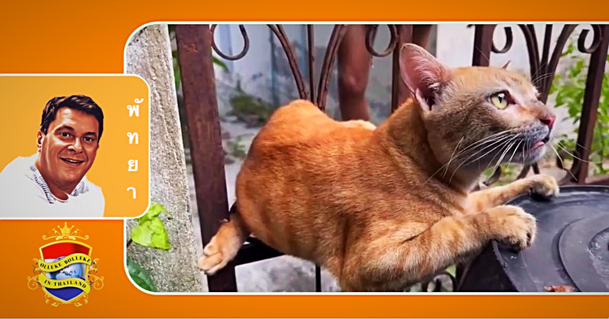 Minoes de poes schreeuwt de buurt in Pattaya bij elkaar om hulp