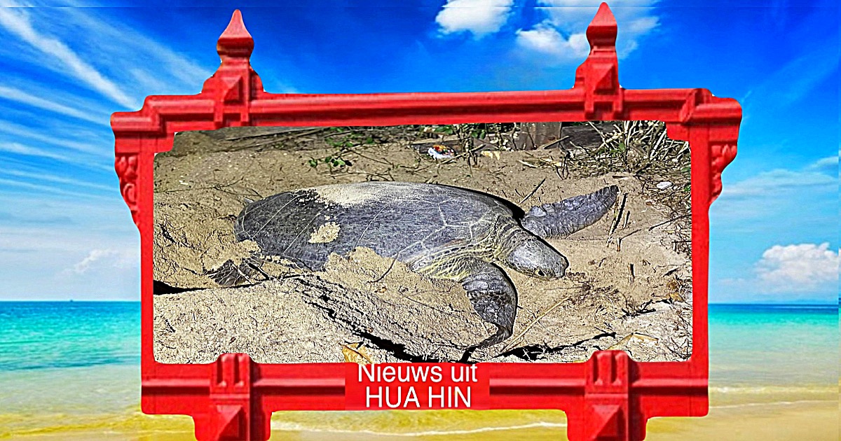 Groene zeeschildpad legt 129 eieren op het strand van Prachuap Khiri Khan