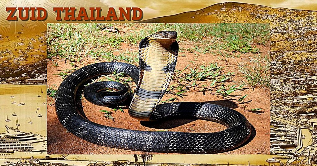 Koningscobra-nest ontdekt op rubberplantage in het zuiden van Thailand gelegen Hat Yai