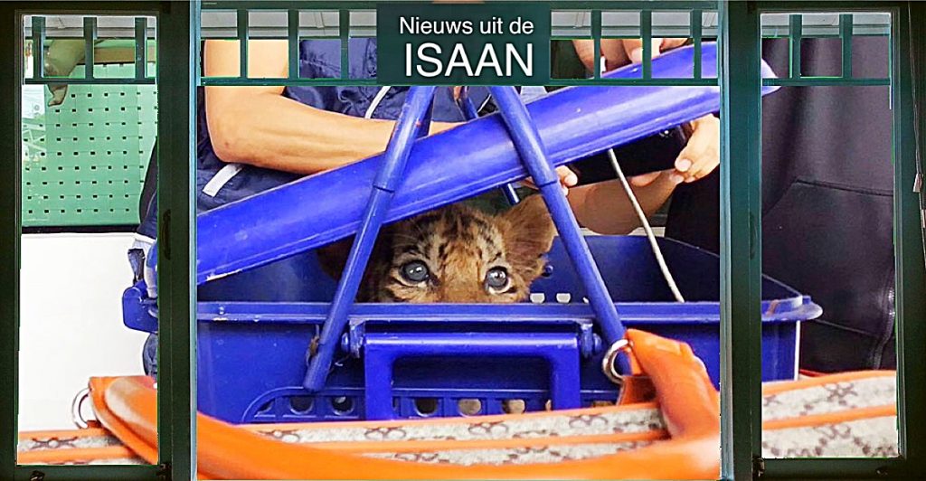 Vietnamese man en zijn Thaise compagnon in Noordoost-Thailand gearresteerd voor de verkoop een tijgerwelp, welke € 7500.- moest opbrengen 