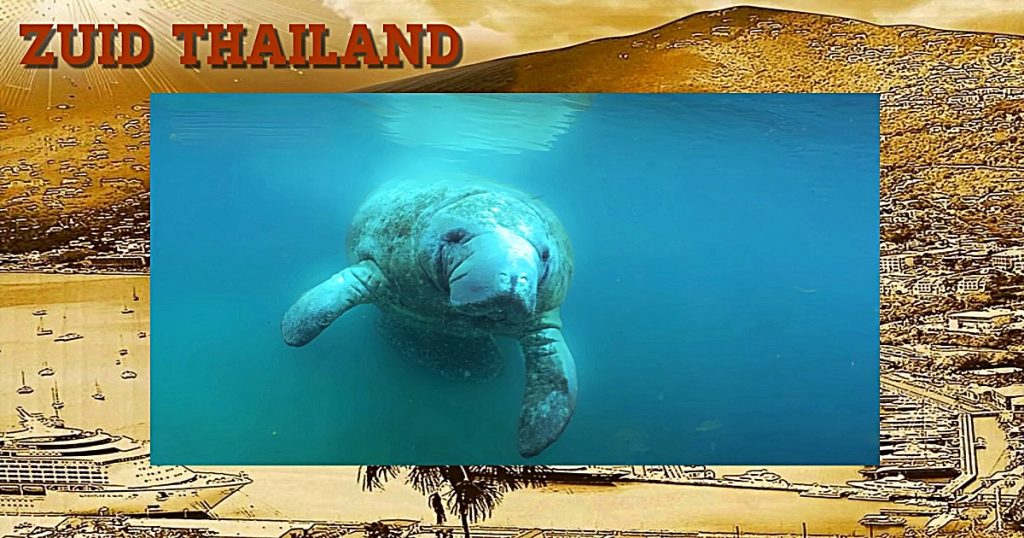 🎥 | Kudde van 30 doejongs National Park van Trang in Zuid-Thailand gespot