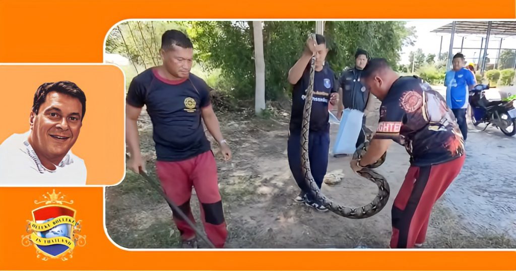 Meterslange python krijgt op het voetbalveld van Chonburi de rode kaart, reddingsmedewerkers halen het serpent van het veld