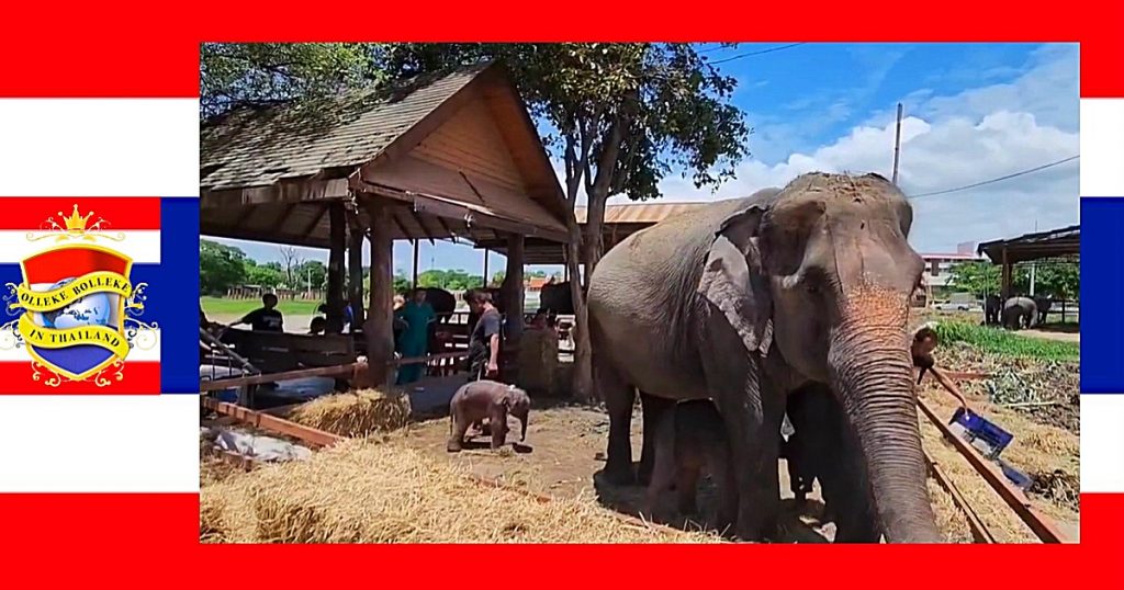 Unieke gebeurtenis In het centraal van Thailand gelegen Ayutthaya, daar is een olifanten tweeling geboren