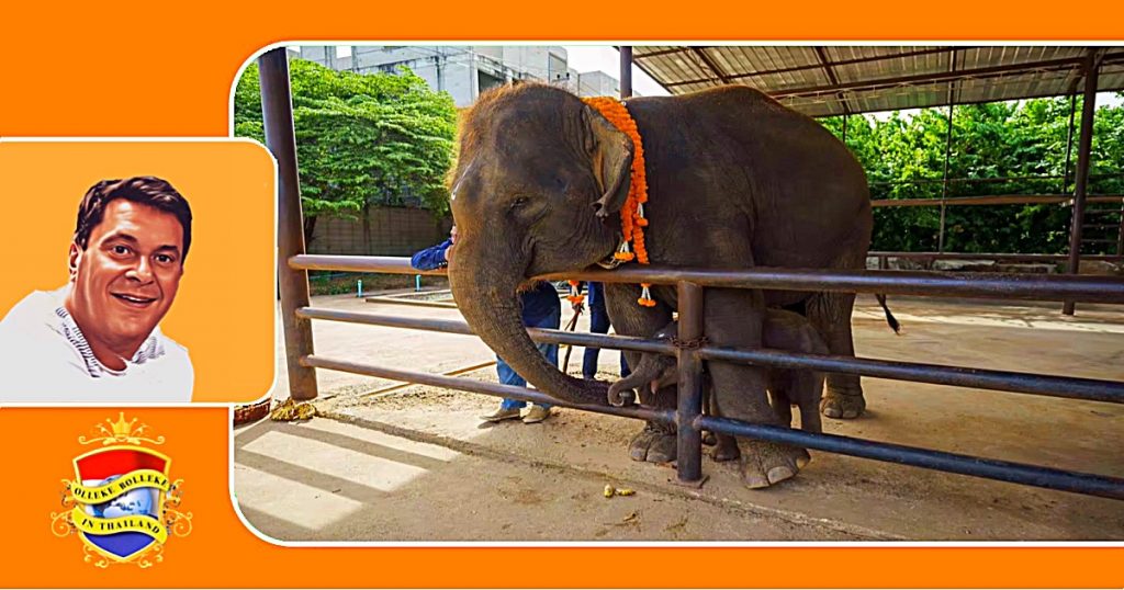 Het onder de rook van Pattaya gelegen Nong Nooch Garden hield een ceremonie om de pas geboren olifanten tweeling te verwelkomen