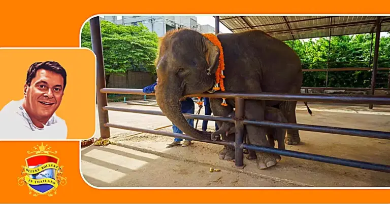 Het onder de rook van Pattaya gelegen Nong Nooch Garden hield een ceremonie om de pas geboren olifanten tweeling te verwelkomen