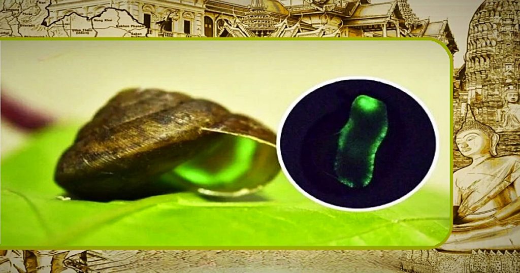 De glow-in-the-dark-slak uit Thailand steelt de show