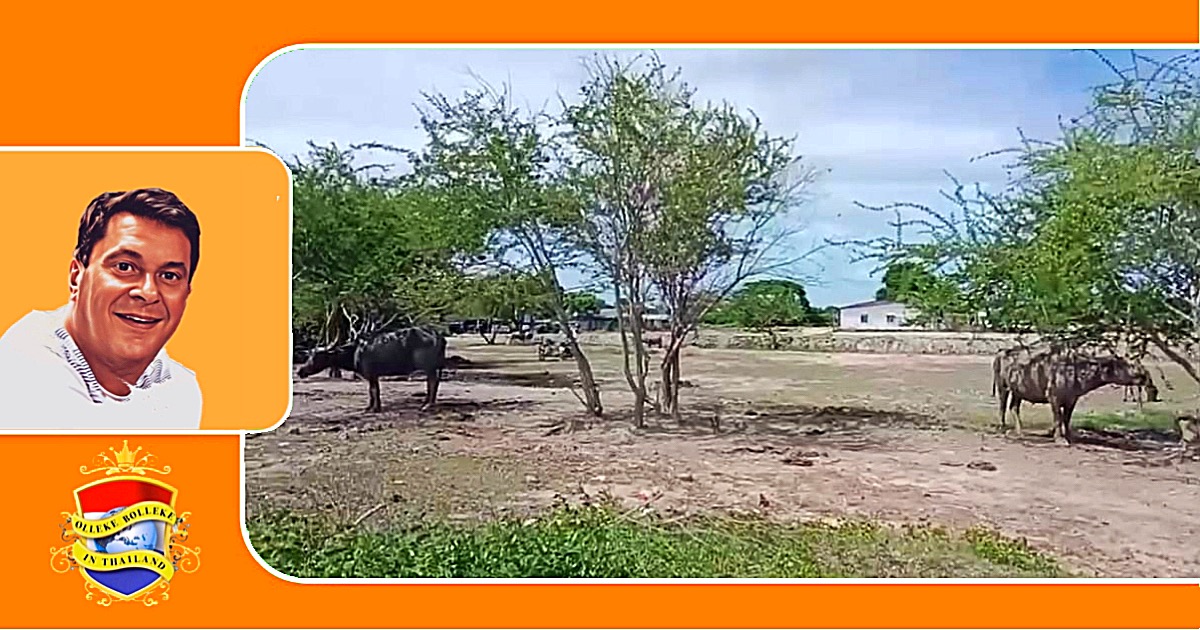 Buffel neemt in Oost-Thailand een Thaise man op de hoorns, de man heeft het maar net overleefd