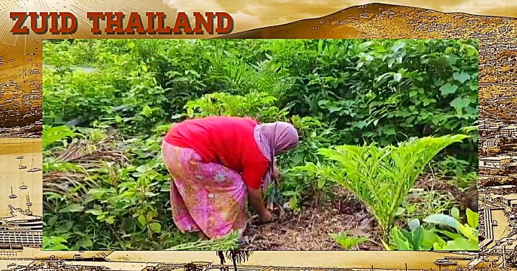Dorpelingen in Satun oogsten gretig de wilde konjac voor de heerlijkste gerechten van Thailand