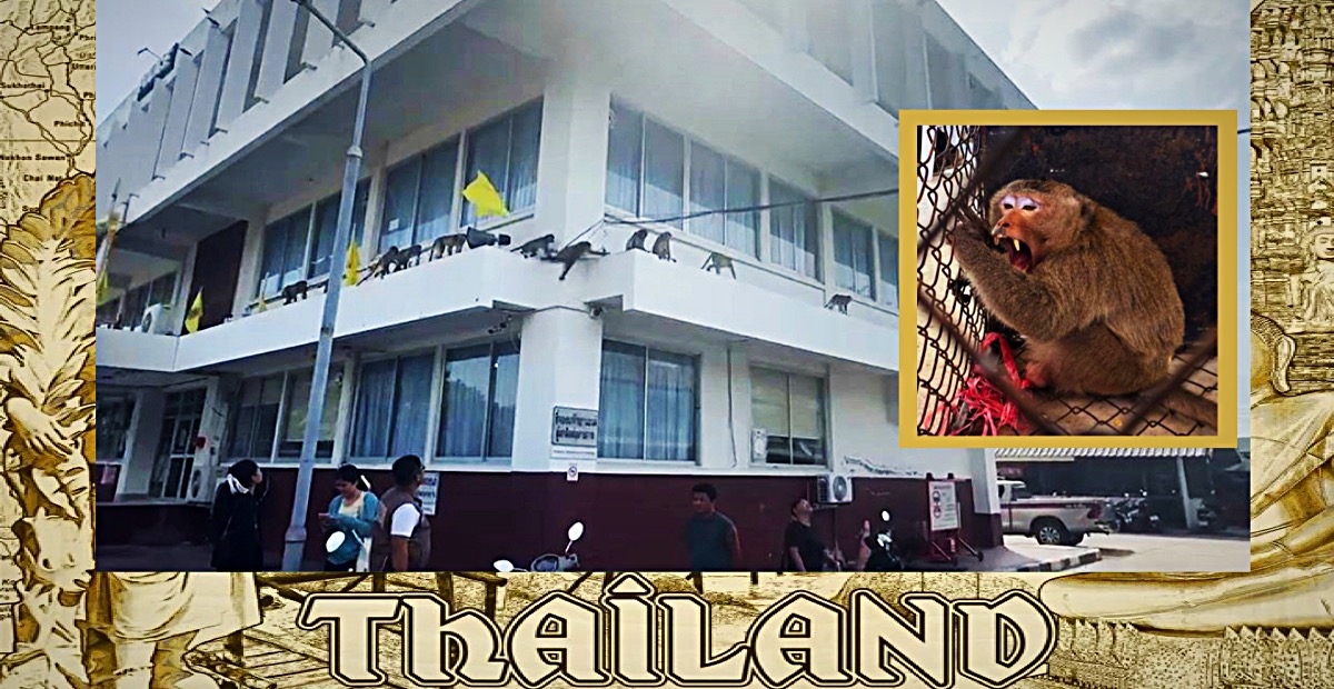 Politiebureau in Centraal-Thailand aangevallen door een groep apen, de bendeleider genaamd “Ai Khiao Hua Jok” (vertaald als “Fang het meesterbrein”) gearresteerd