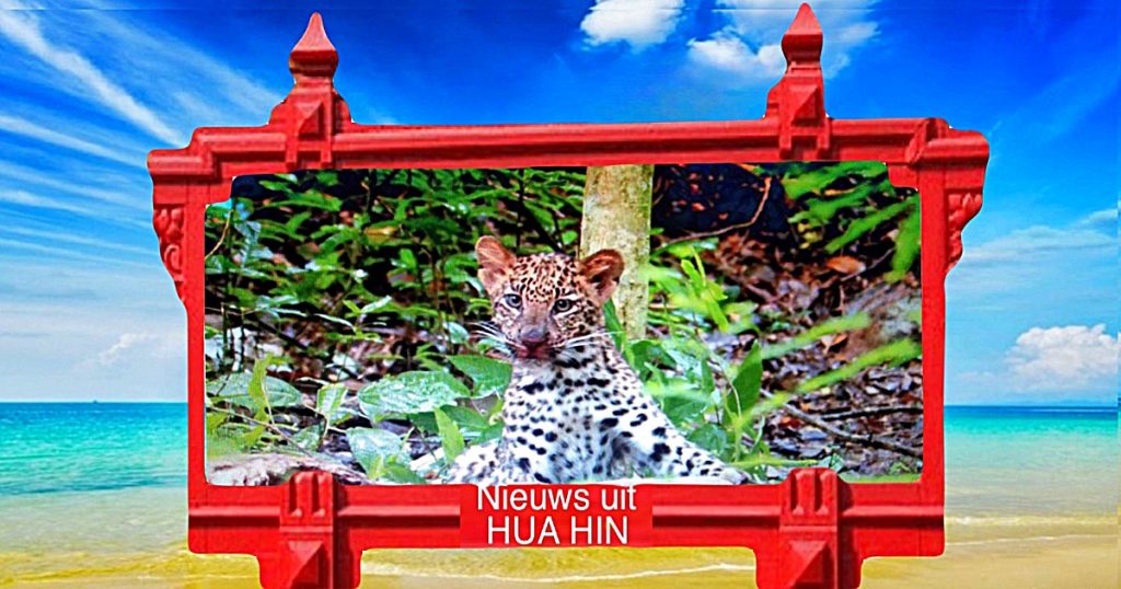 Waarnemingen van luipaarden en panters in het Kaeng Krachan National Park wijzen groei van deze katachtigen 