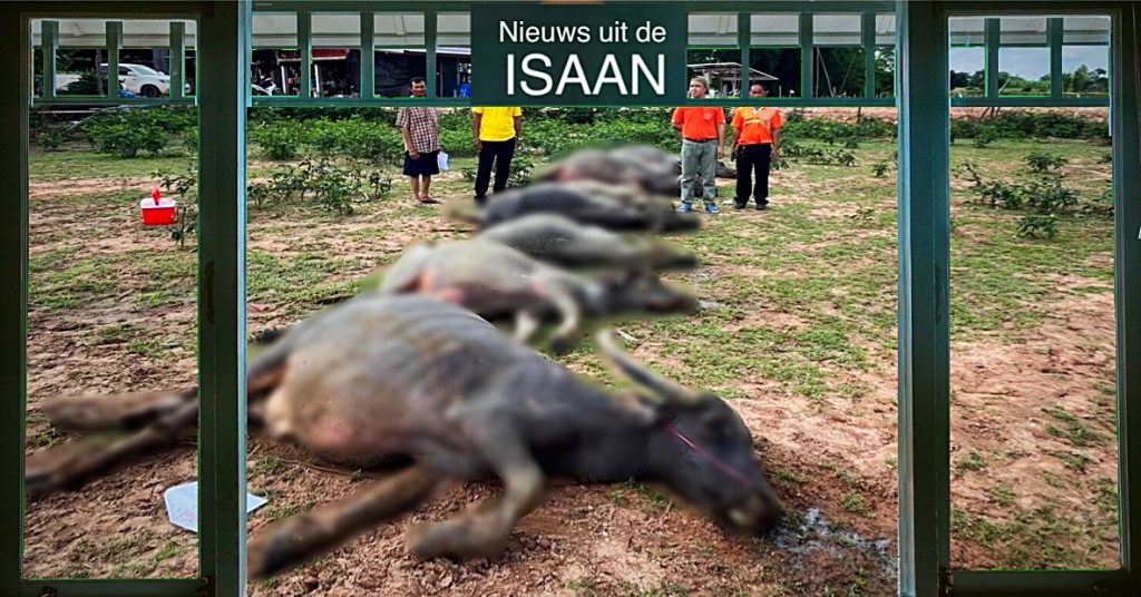 De onbekende dood van acht buffels leidt in Noordoost-Thailand tot zorg onder de bevolking