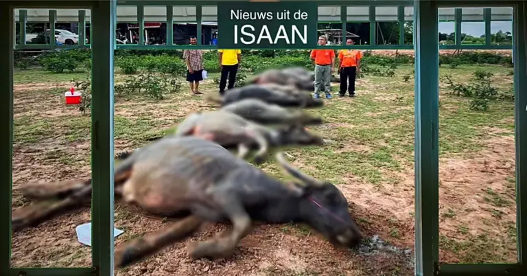 De onbekende dood van acht buffels leidt in Noordoost-Thailand tot zorg onder de bevolking