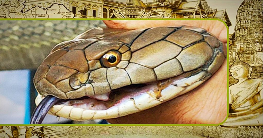 Mensen in Thailand tijdens het regenseizoen gewaarschuwd voor giftige reptielen; Vorig jaar werden 12.000 aanvallen gerapporteerd