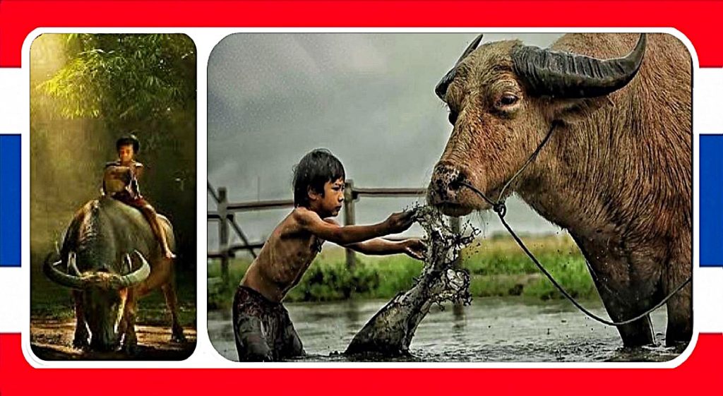 Thailand is een landelijk project gestart om de Thaise moerasbuffel voor uitsterven te behoeden