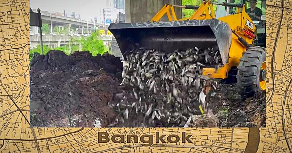 Kanaal in Bangkok kampt met een ernstig zuurstoftekort, BMA dregt 2 ton dode vis uit het water
