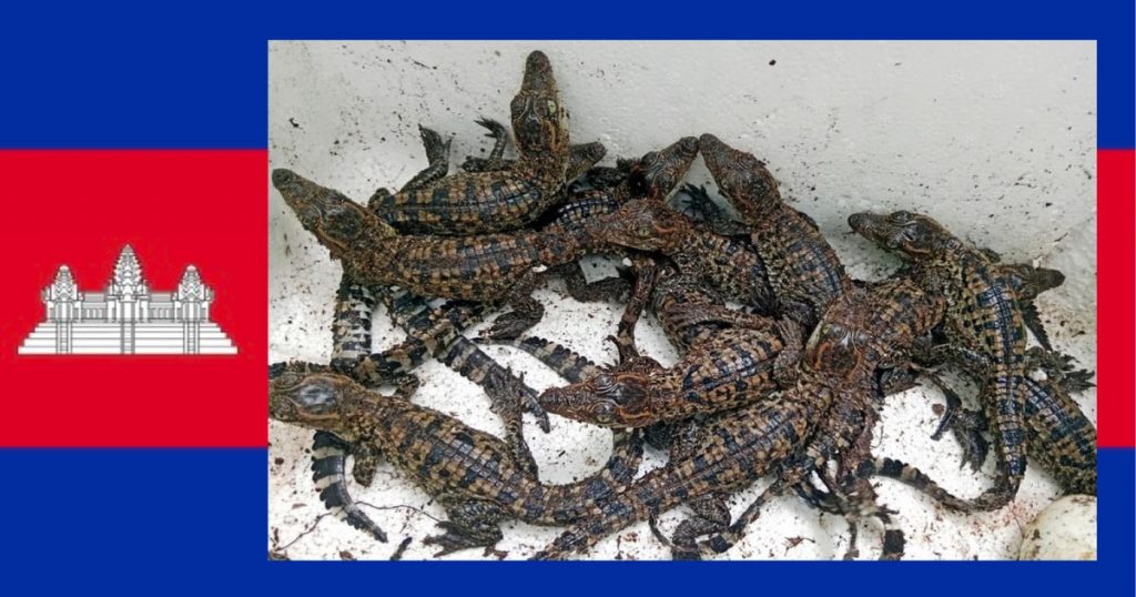 Bijna uitgestorven Siamese Krokodil maakt een comeback in Cambodja