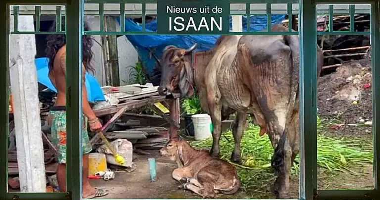 Thaise man in Noordoost-Thailand praat na wat gebruik van wiet urenlang met zijn koe