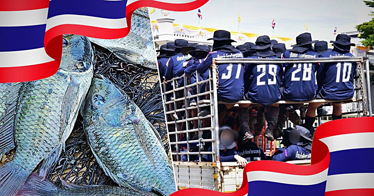 Thaise gevangen krijgen de zwartkin Tilapia op het menu om het vis overschot 