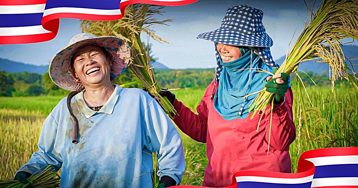 Het welzijn van de boeren in Thailand is licht gestegen!