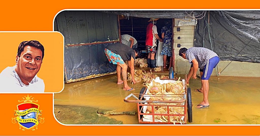 Als gevolg van een heuse stortbui zijn in Oost-Thailand tijdens een overstroming 30.000 kippen verdronken