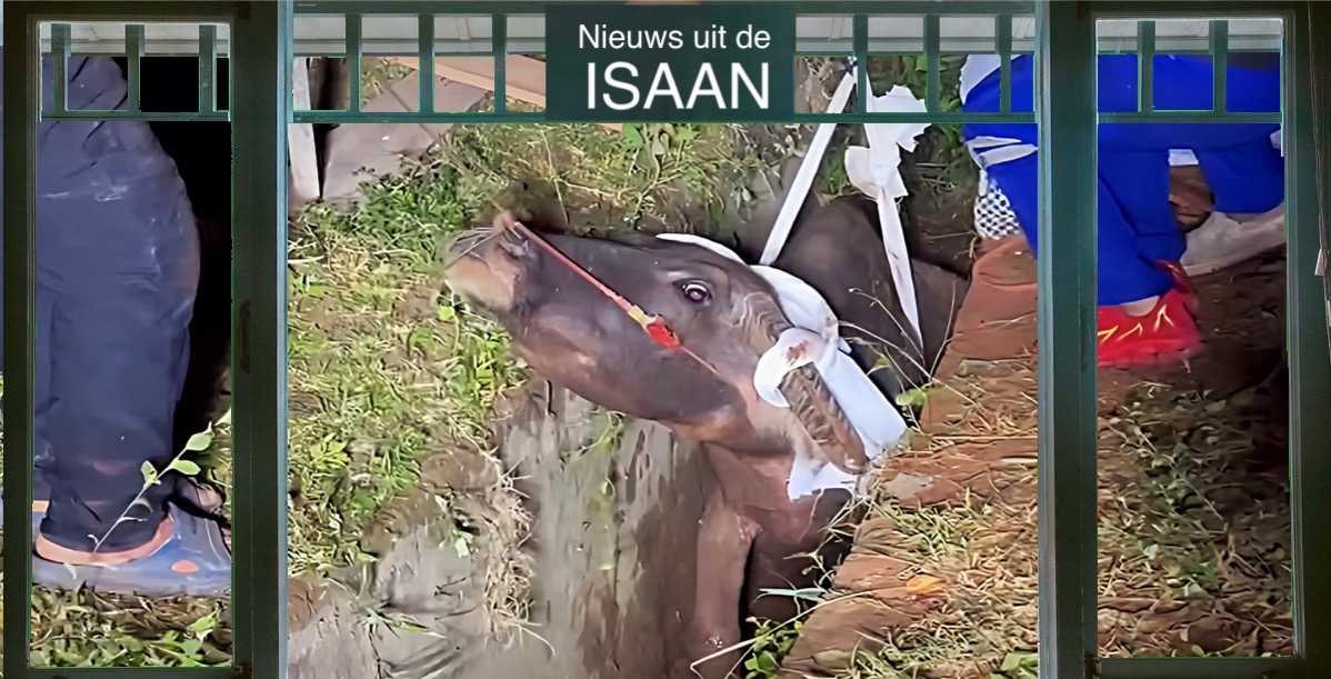 Reddingswerkers hadden de handen vol aan een vastgelopen buffel in Noordoost-Thailand