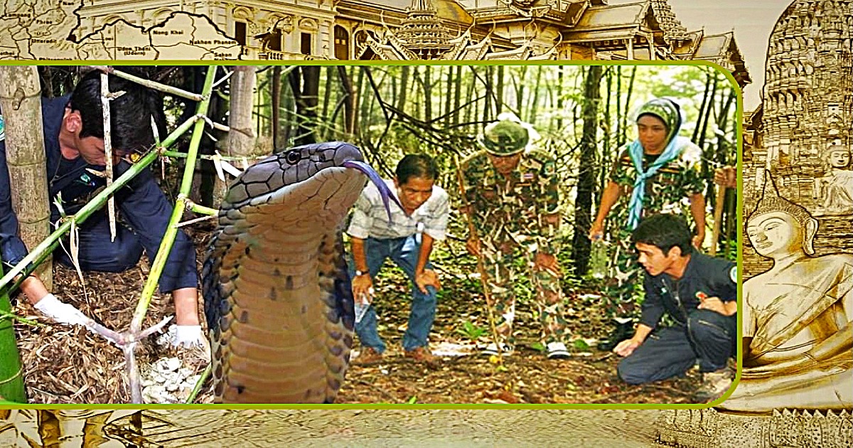 Natuurredder in Thailand ligt nu maandenlang in coma nadat hij werd gebeten door een cobra