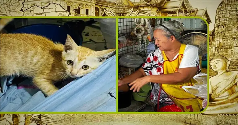 “Kat Napping”, stelt een bejaarde vrouw in Centraal-Thailand zwaar op de proef
