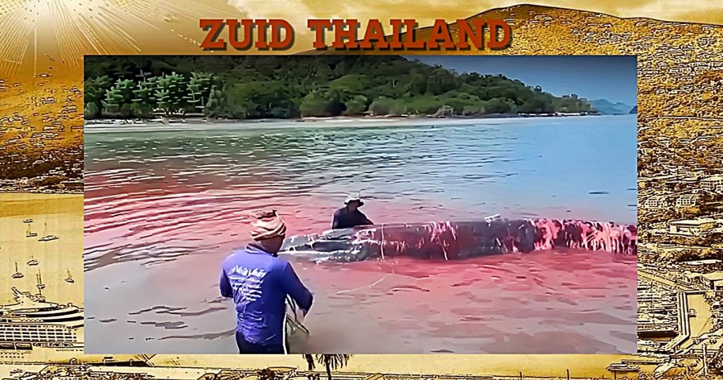 Bryde walvis sterft aan zijn verwondingen aan de kust van het eiland Surat Thani in Zuid-Thailand 