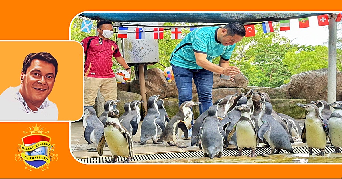 De Khao Kheow Open Zoo in Chonburi hield leuke pinguïn shows voor de laatste paar wedstrijden van EK 2024