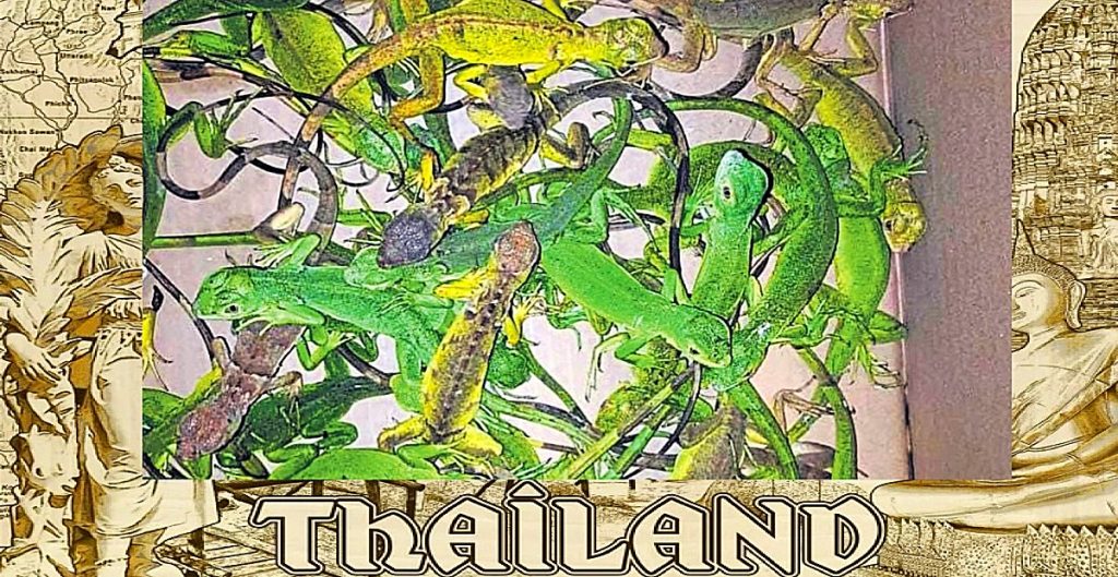 400 levende baby leguanen vanuit Thailand naar India gesmokkeld en onderschept op luchthaven Chennai