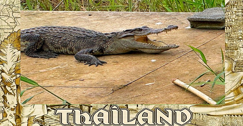 Krokodil veroorzaakt paniek in Kamphaeng Phet (Noord-Thailand) en verslindt eenden