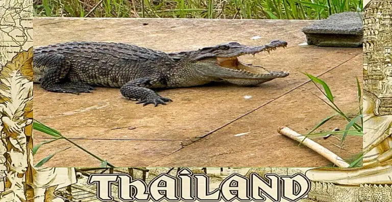 Krokodil veroorzaakt paniek in Kamphaeng Phet (Noord-Thailand) en verslindt eenden