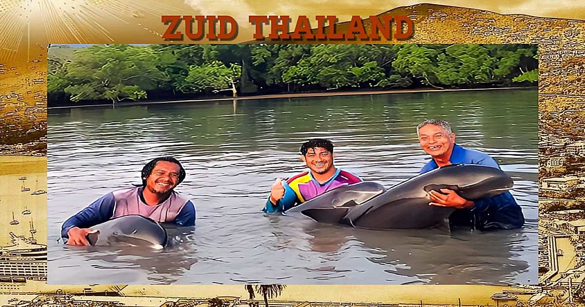 Twee van de drie dwergorka’s uit de mangroves van Phuket gered