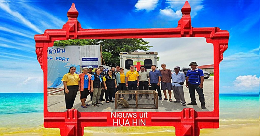 Autoriteiten arresteren op het strand van Hua Hin 13 makaken na het verstoren van de openbare orde, molest en achtervolging van bewoners