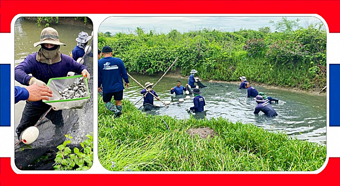 Gevangenisdirecteur in Centraal-Thailand zorgt ervoor dat gevangenen in een oogwenk 200 kilo zwartkin tilapia vangen.