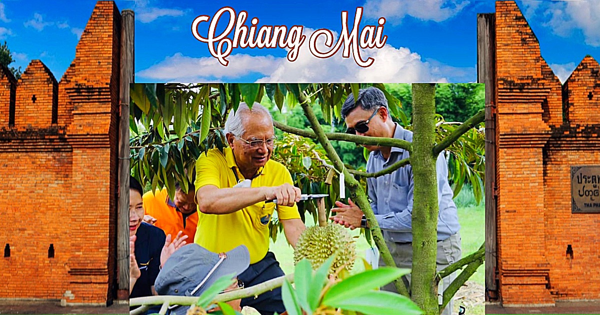 20 durians die op een berg in de provincie Chiang mai zijn geteeld, brachten tijdens een liefdadigheidsveiling méér dan 500.000 baht op