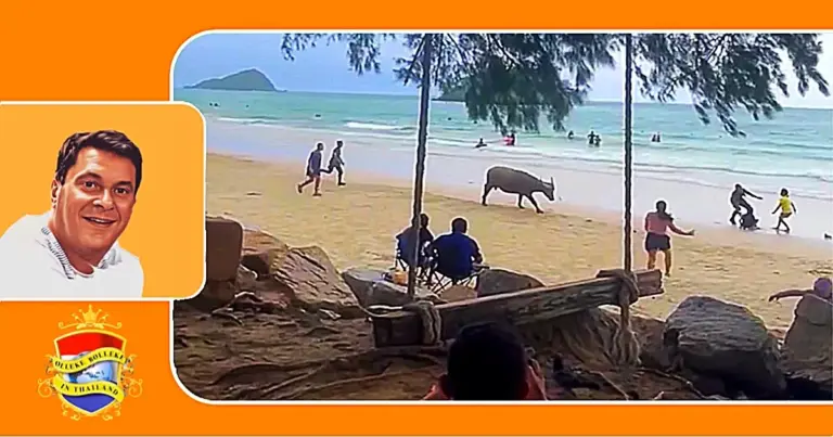 🎥 | Woeste buffel stormt midden op strand in Oost-Thailand op toeristen af