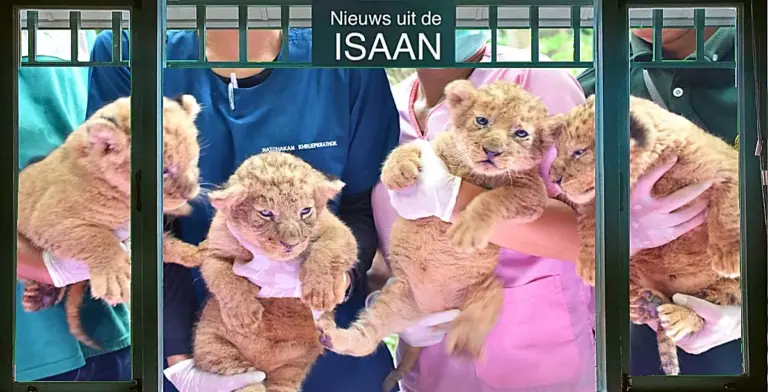 De dierentuin van Khon Kaen in Noordoost-Thailand viert de geboorte van vier Afrikaanse leeuwenwelpen