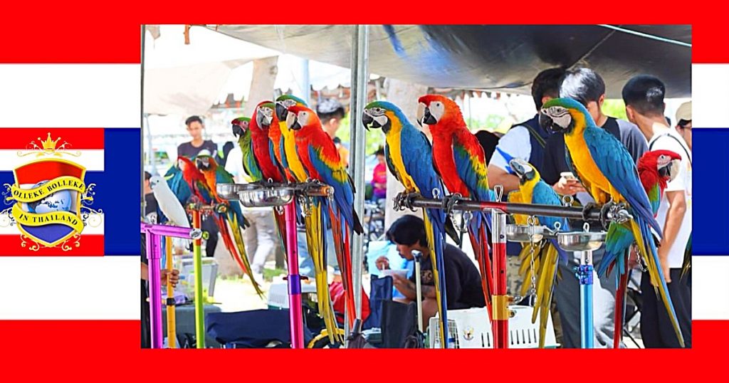 De Free-Flying Bird Club uit Centraal-Thailand heeft zich op de kaart gezet met een unieke papegaaien competitie 