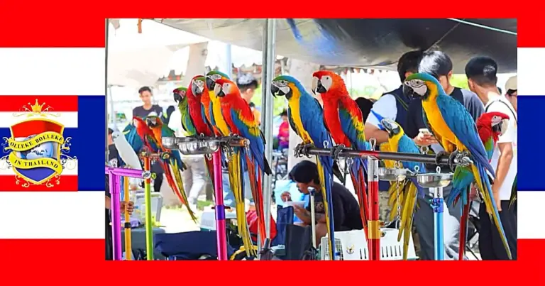 De Free-Flying Bird Club uit Centraal-Thailand heeft zich op de kaart gezet met een unieke papegaaien competitie 