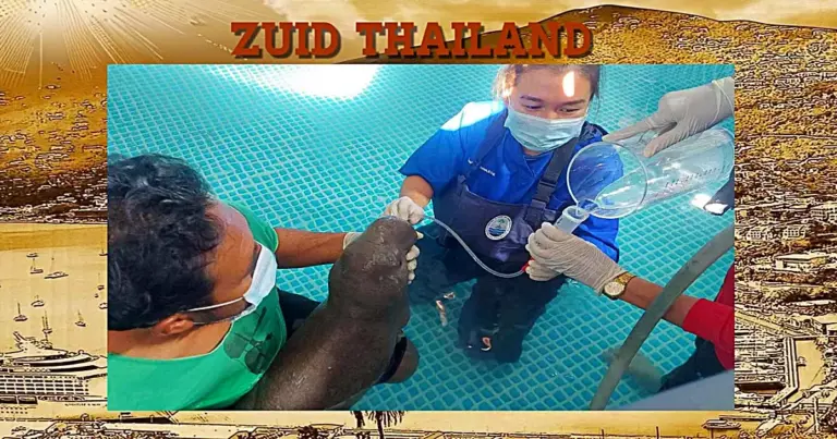Toeristen redde een gewond doejongkalf van de dood in Zuid-Thailand 