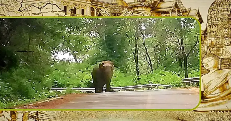 Thaise man in Centraal-Thailand door een wilde olifant tot moes getrapt maar overleeft op wonderbaarlijke wijze!