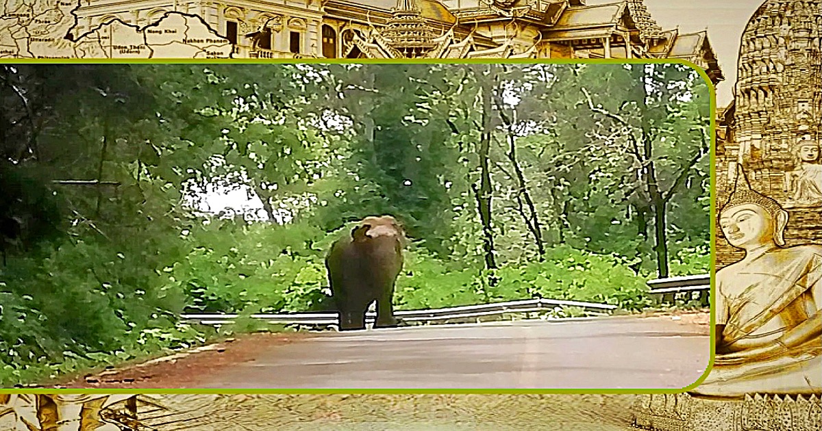 Thaise man in Centraal-Thailand door een wilde olifant tot moes getrapt maar overleeft op wonderbaarlijke wijze!